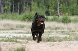 ROTTWEILER 273